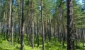 Продава ЗЕМЕДЕЛСКА ЗЕМЯ, с. Цонево, област Варна, снимка 1