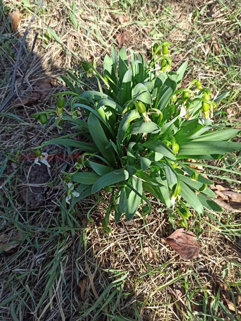 Продава ПАРЦЕЛ, с. Бацова махала, област Плевен, снимка 6 - Парцели - 52782063