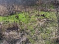 Продава ПАРЦЕЛ, с. Бацова махала, област Плевен, снимка 8