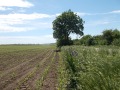 Продава  Земеделска земя област Добрич , гр. Добрич , 60 дка | 52660610