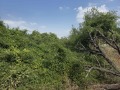 Продава ПАРЦЕЛ, област Велико Търново, с. Самоводене • 40000 лв. • 98402716 — Holmes.bg