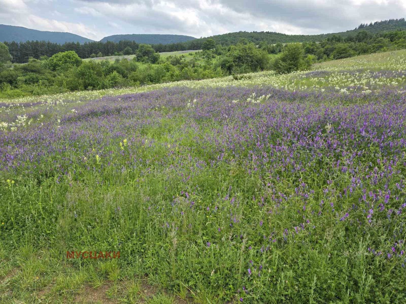 For Sale  Plot Sofia , Kokalyane , 1205 sq.m | 75223462 - image [2]