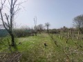 Продава ПАРЦЕЛ, с. Преспа, област Добрич, снимка 2