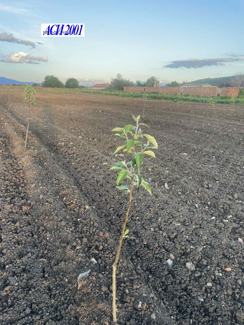 For Sale  Plot region Pernik , Kondofrey , 6997 sq.m | 58859102 - image [3]