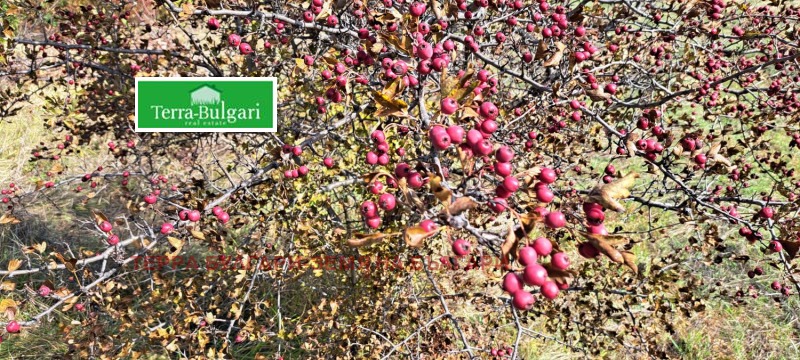 Te koop  Land regio Pernik , Pernik , 3428 dka | 98607840 - afbeelding [12]