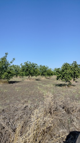 Terra Bial kladenets, regione Sliven 1