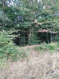 Продава ЗЕМЕДЕЛСКА ЗЕМЯ, с. Бързия, област Монтана, снимка 2