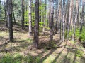 Продава ЗЕМЕДЕЛСКА ЗЕМЯ, с. Бойково, област Пловдив, снимка 5