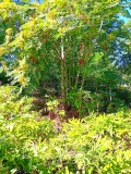 Продава КЪЩА, област Велико Търново, с. Морава • 4800 € / 9387.98 лв. • 16311689 5