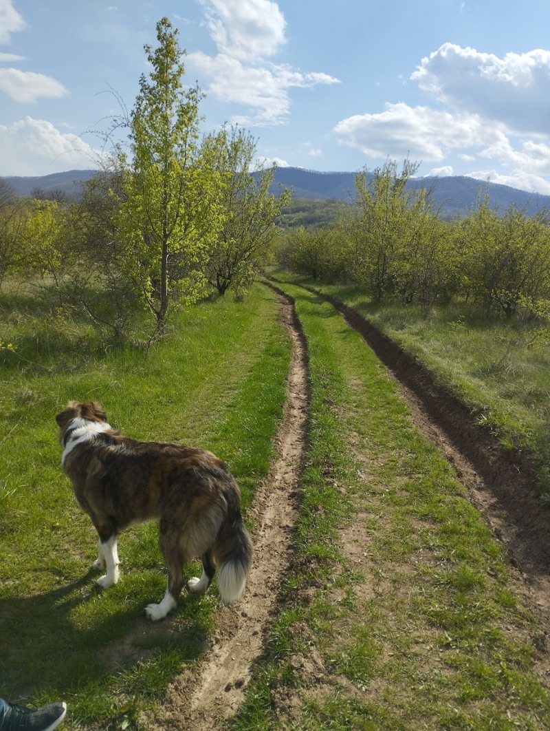 Til salg  Grund Sofia , Malo Buchino , 9125 kvm | 47492856 - billede [2]