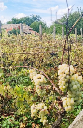 ������� ���� | Imot.bg � ����� ������ 5