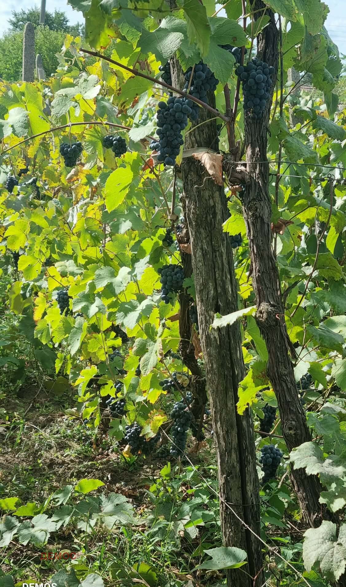 Продава КЪЩА, с. Белгун, област Добрич, снимка 15 - Къщи - 54079814