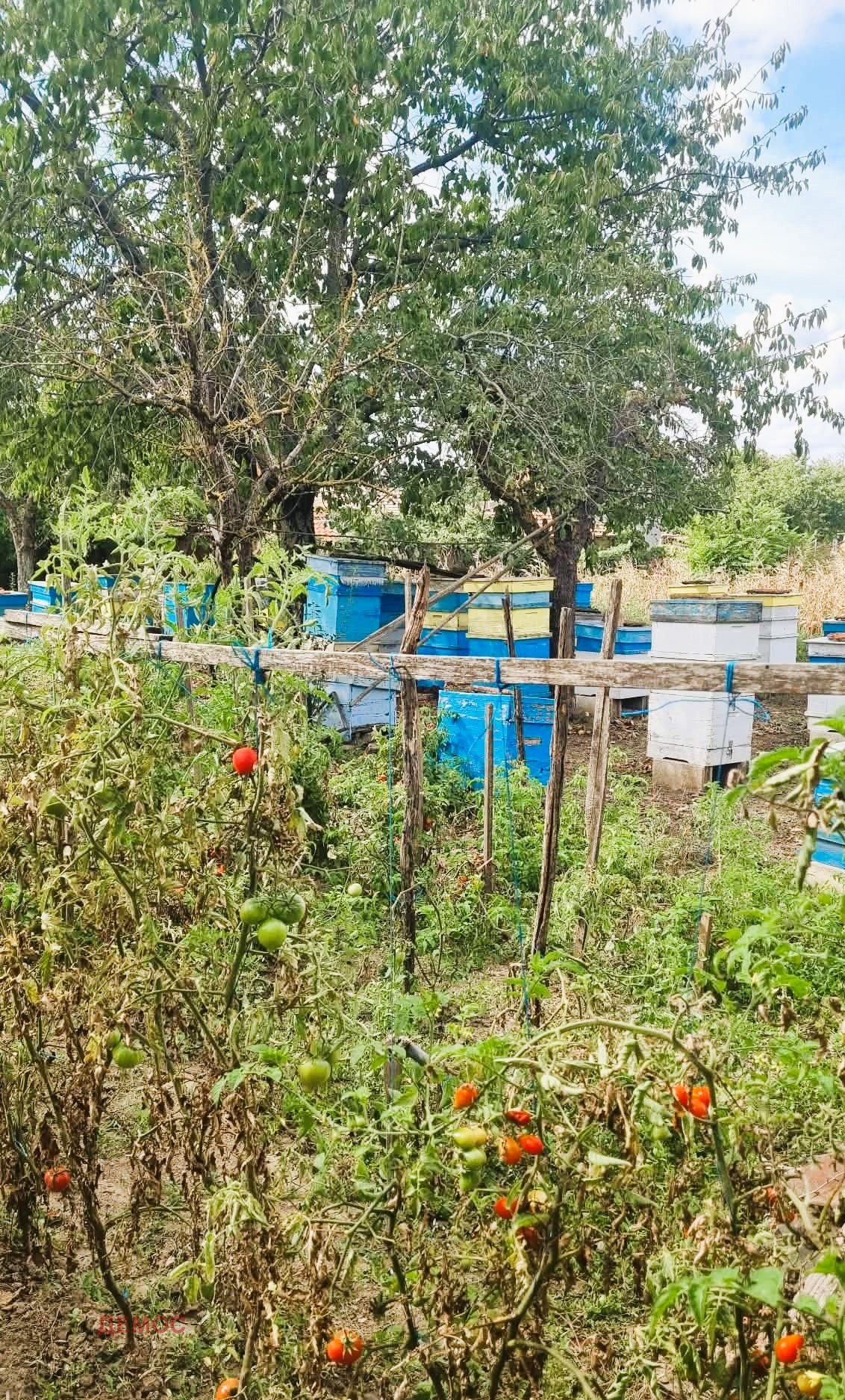 Продава КЪЩА, с. Белгун, област Добрич, снимка 2 - Къщи - 54079814