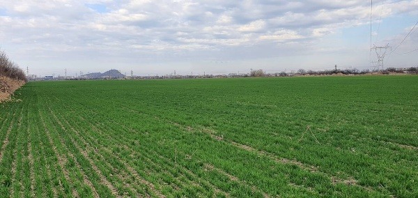For Sale  Plot Plovdiv , Terziite , 3500 sq.m | 10755858