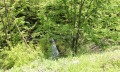 Продава ПАРЦЕЛ, област Ловеч, гр. Троян • 28112 € • 48110232 4
