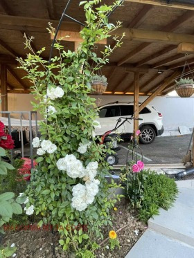 ����� ������� ����,�. ����� ������, ������ ������