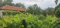 Продава КЪЩА, с. Добролево, област Враца, снимка 8