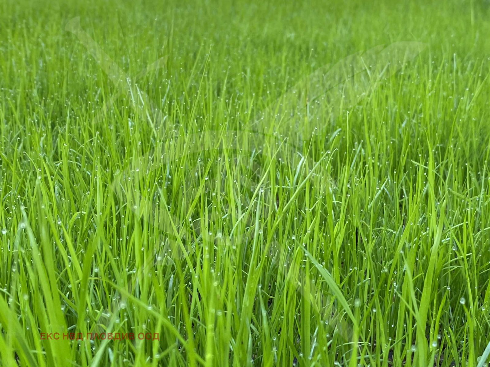 Продава ПАРЦЕЛ, с. Браниполе, област Пловдив