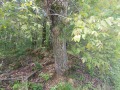 Продава ПАРЦЕЛ, област Габрово, с. Здравковец • 10000 лв. • 15321167 — Holmes.bg