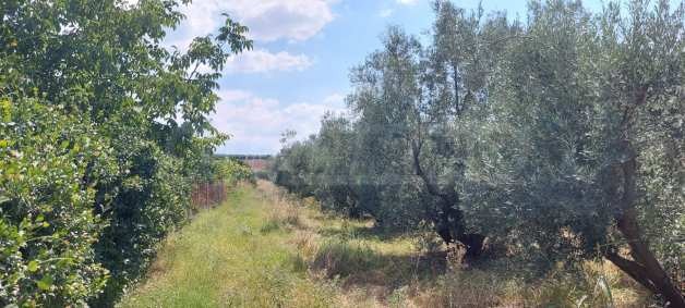 Продава ПАРЦЕЛ, Извън страната, област Извън страната, снимка 2 - Парцели - 51238762