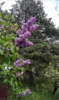 Продава  Парцел област София , в.з.Ярема , 1276 кв.м | 68331458 - изображение [15]