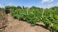 Продава ПАРЦЕЛ, с. Борисово, област Русе, снимка 2