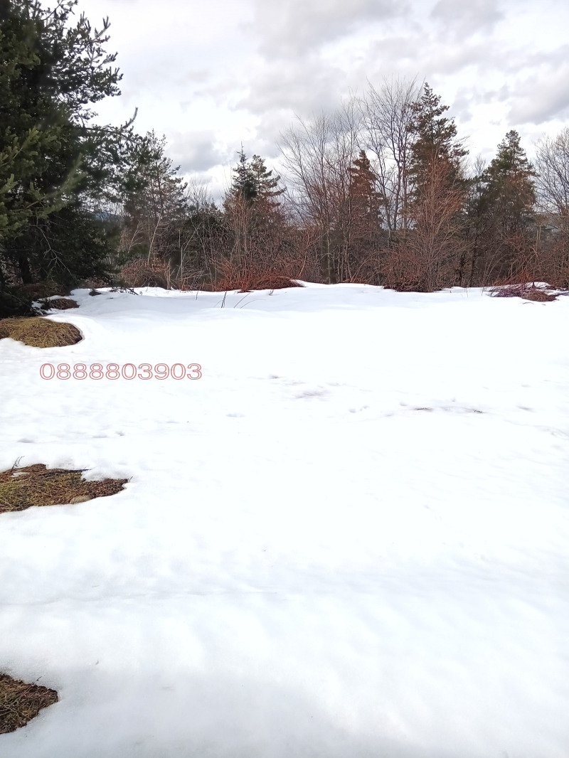 Продава ПАРЦЕЛ, м-т Цигов чарк, област Пазарджик, снимка 12 - Парцели - 52785764