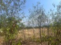 Продава ПАРЦЕЛ, област Пловдив, с. Златитрап • 90000 € • 68654368 — Holmes.bg