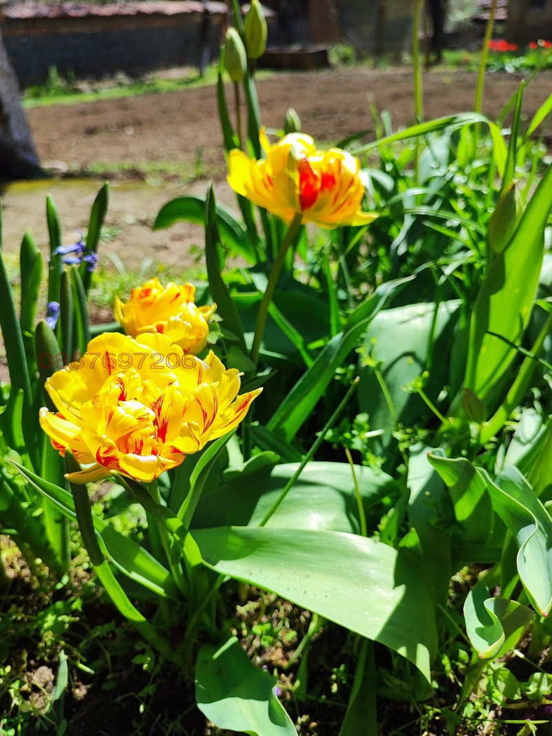 Продава КЪЩА, с. Малорад, област Враца, снимка 3 - Къщи - 52785002