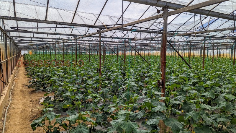 Продава ЗЕМЕДЕЛСКА ЗЕМЯ, с. Първомай, област Благоевград