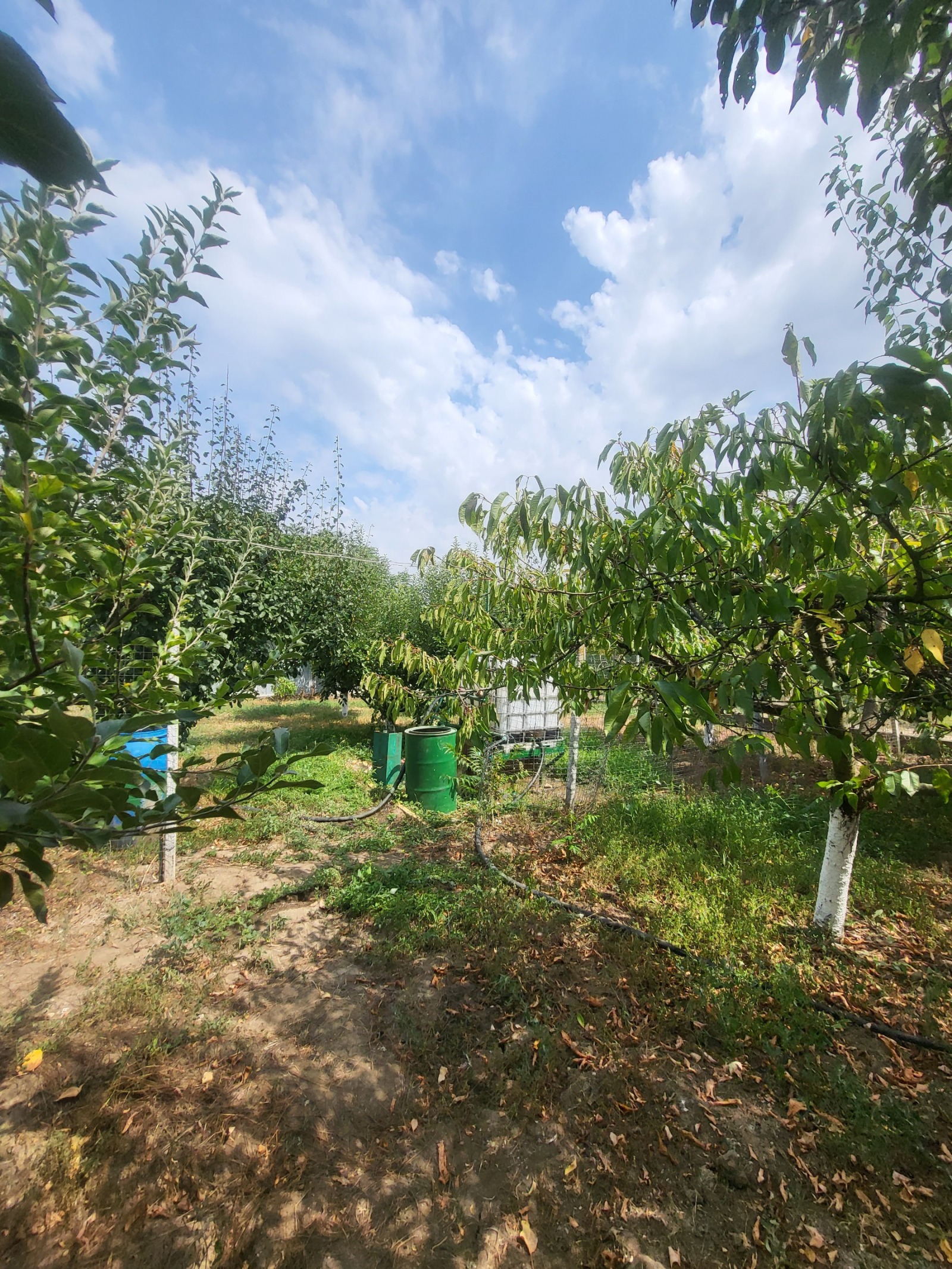 Продава ПАРЦЕЛ, с. Телиш, област Плевен, снимка 2 - Парцели - 54375741