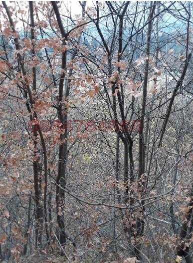 Продава ПАРЦЕЛ | Imot.bg — изображение 6