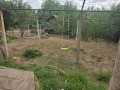 Продава КЪЩА, с. Коняво, област Кюстендил, снимка 8