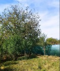 Продава  Къща област Кюстендил , с. Лиляч , 120 кв.м | 80824316 - изображение [3]