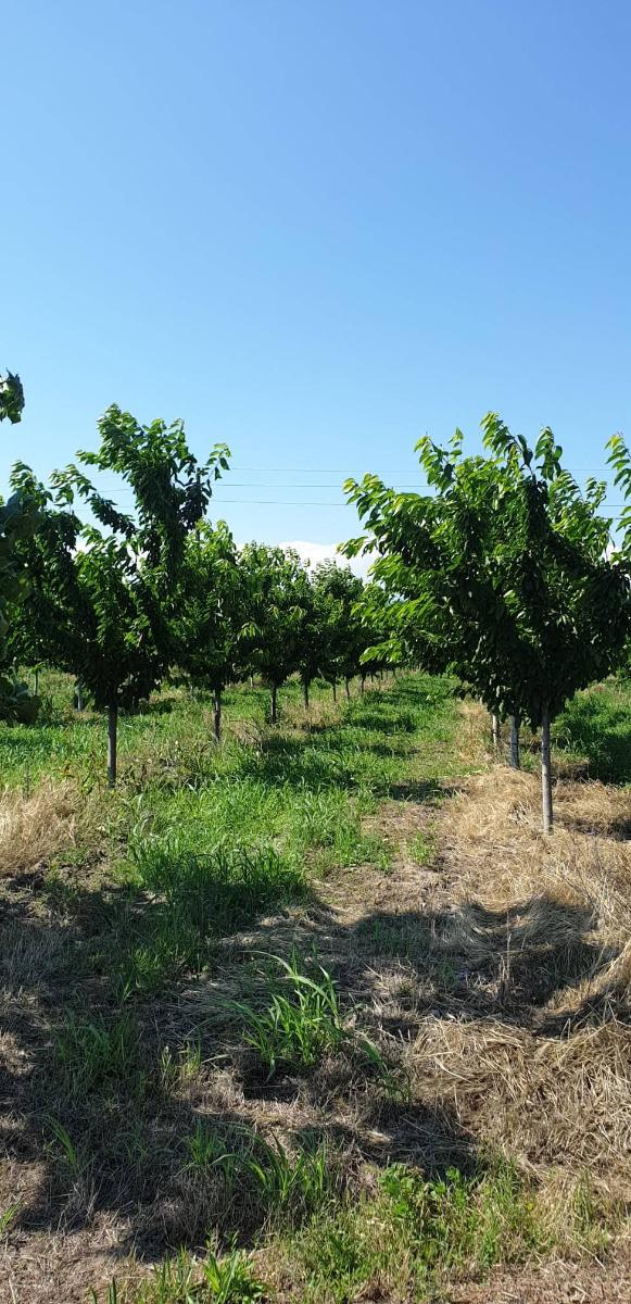 Zu verkaufen  Land region Pasardschik , Zwanitschewo , 39 dka | 57606573 - Bild [3]