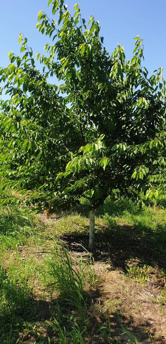 Προς πώληση  Γη περιοχή Παζαρτζίκ , Ζβανητσεβο , 39 dka | 57606573 - εικόνα [2]