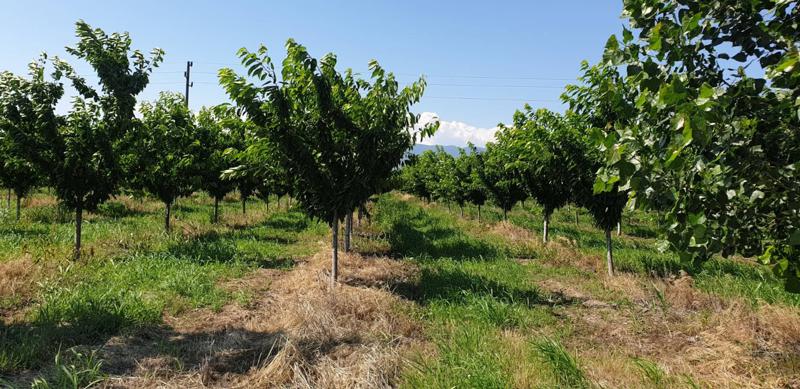 À venda  Terra região Pazardzhik , Zvanitchevo , 39 tudo bem | 57606573 - imagem [4]