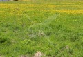 Продава ПАРЦЕЛ, област Пловдив, с. Соколица • 7800 € • 79398896 — Holmes.bg