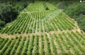 Продава ПАРЦЕЛ, с. Храбрино, област Пловдив, снимка 2