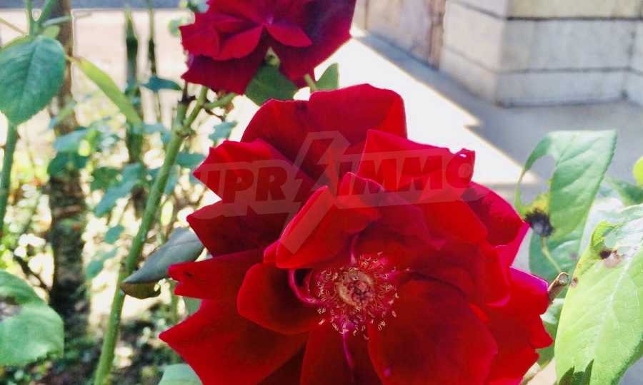 ������� ���� | Imot.bg � ����������� 9