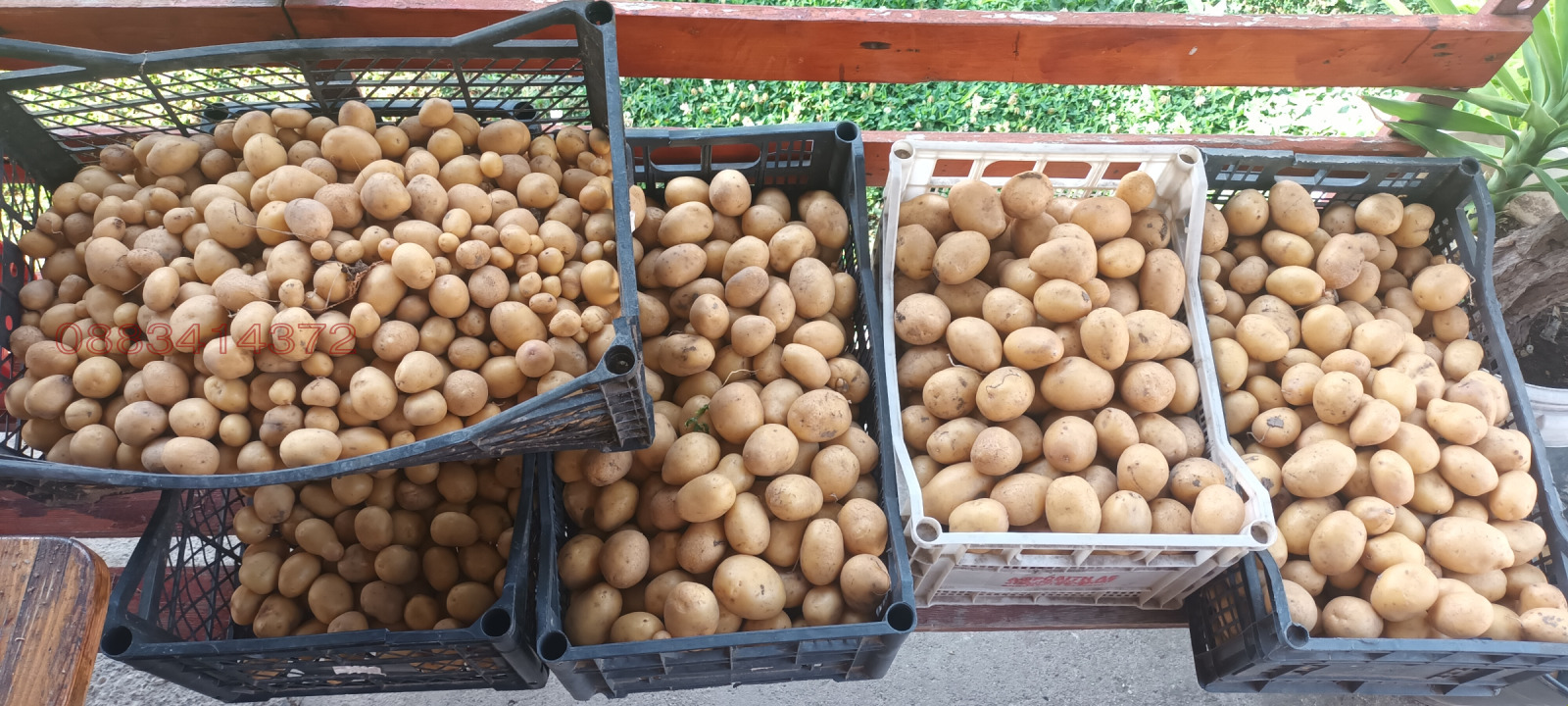 Продава ЗЕМЕДЕЛСКА ЗЕМЯ, с. Красен, област Русе