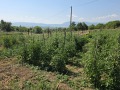 Продава КЪЩА, с. Прибой, област Перник, снимка 16
