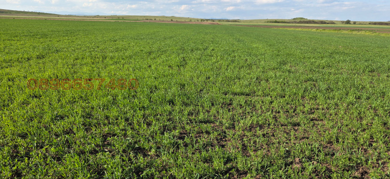 Продава ЗЕМЕДЕЛСКА ЗЕМЯ, с. Болярино, област Пловдив, снимка 4 - Земеделска земя - 53509098