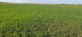 Продава ЗЕМЕДЕЛСКА ЗЕМЯ, с. Болярино, област Пловдив, снимка 4