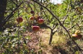 Продава КЪЩА, с. Замфирово, област Монтана, снимка 15