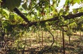 Продава  Къща област Монтана , с. Замфирово , 80 кв.м | 50597536 - изображение [14]