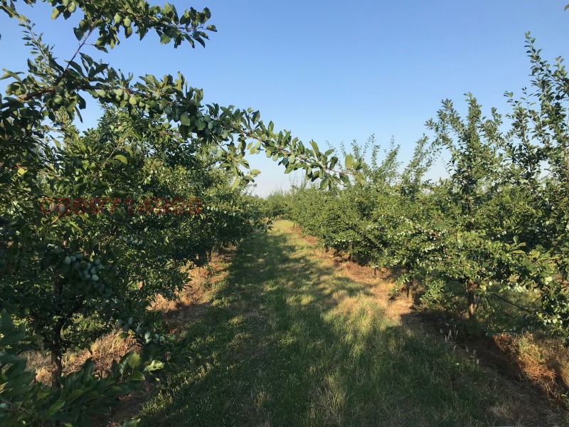 À venda  Terra região Plovdiv , Manole , 71 tudo bem | 94991191
