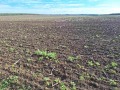 Продава  Земеделска земя област Добрич , с. Конаре , 50 дка | 26463751