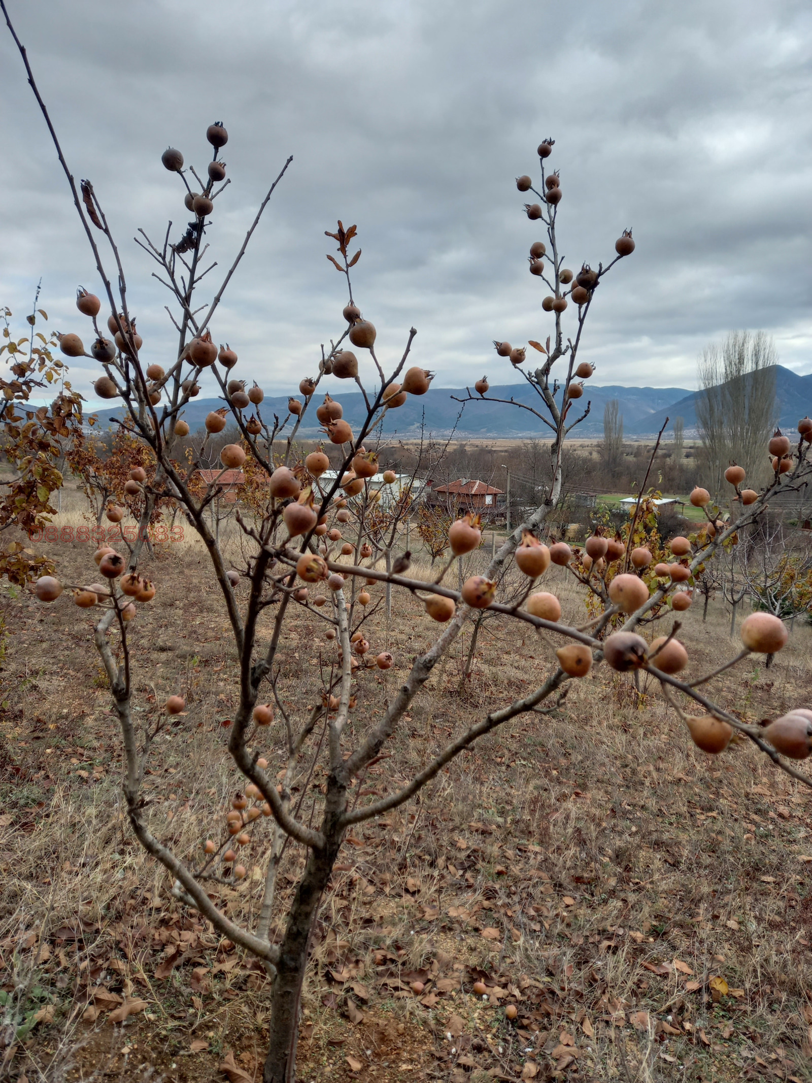 Продава ПАРЦЕЛ, с. Крайници, област Кюстендил, снимка 7 - Парцели - 54193483