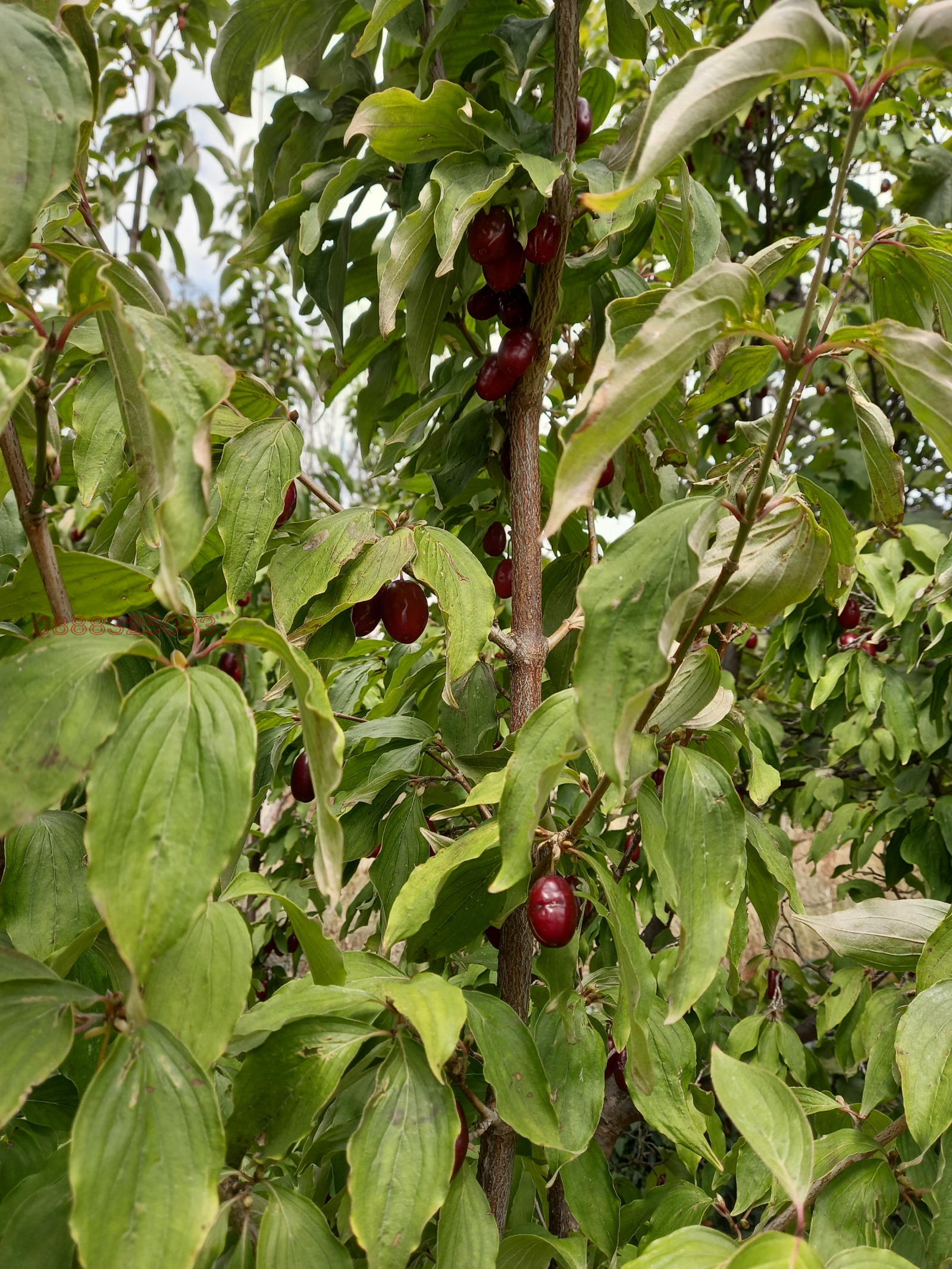 Продава ПАРЦЕЛ, с. Крайници, област Кюстендил, снимка 8 - Парцели - 54193483